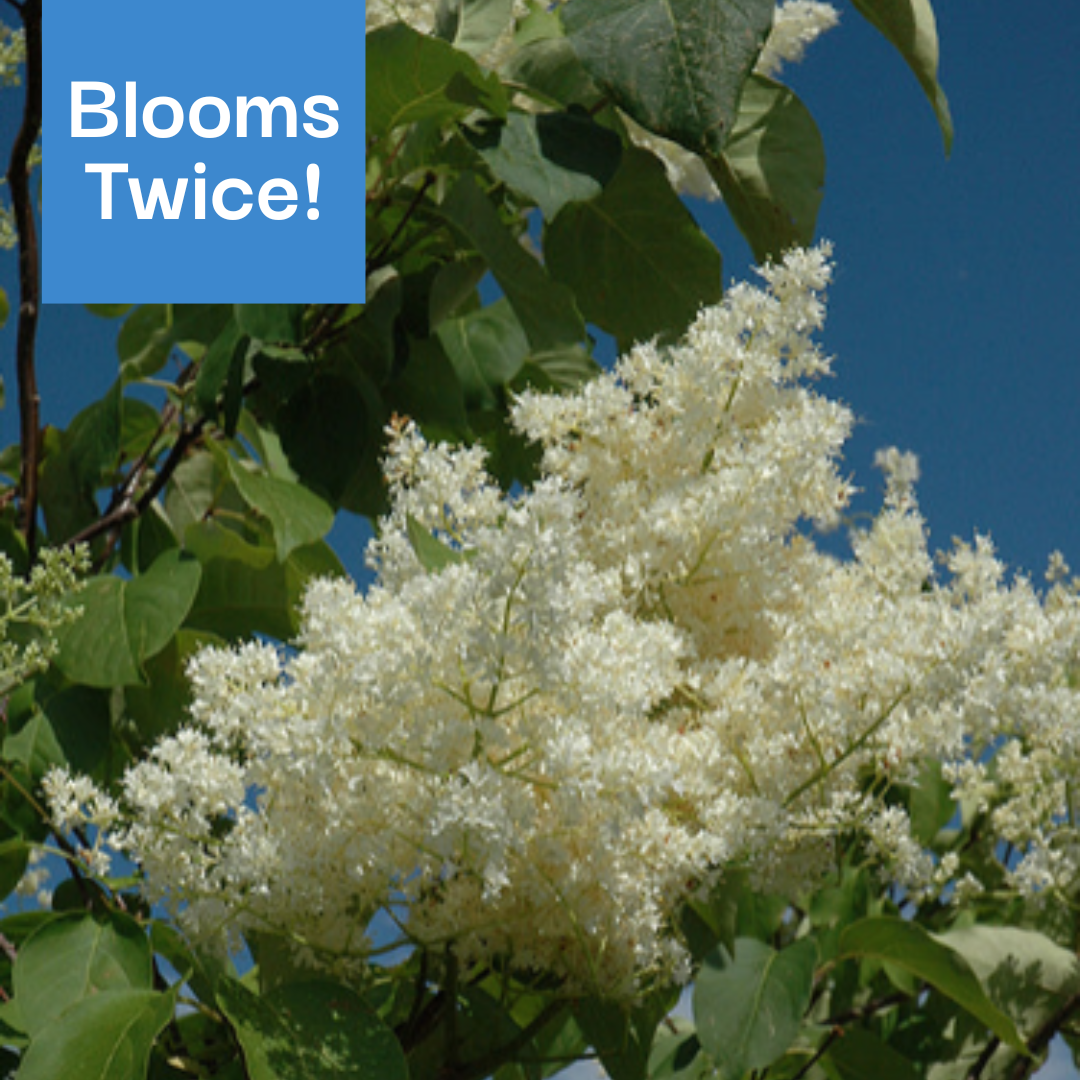 Ivory Silk Lilac