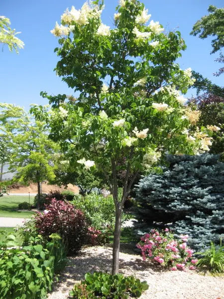Ivory Silk Lilac
