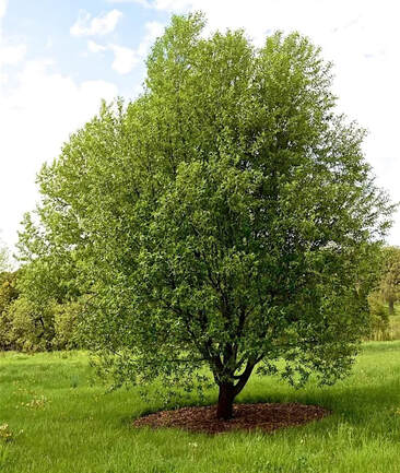 Laurel Leaf Willow
