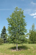 Prairie Dream Paper Birch