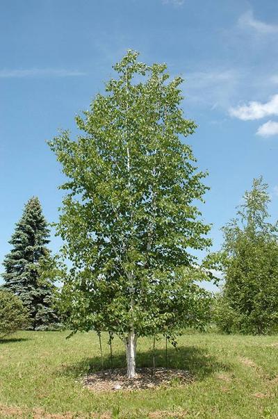Prairie Dream Paper Birch