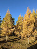 Siberian Larch