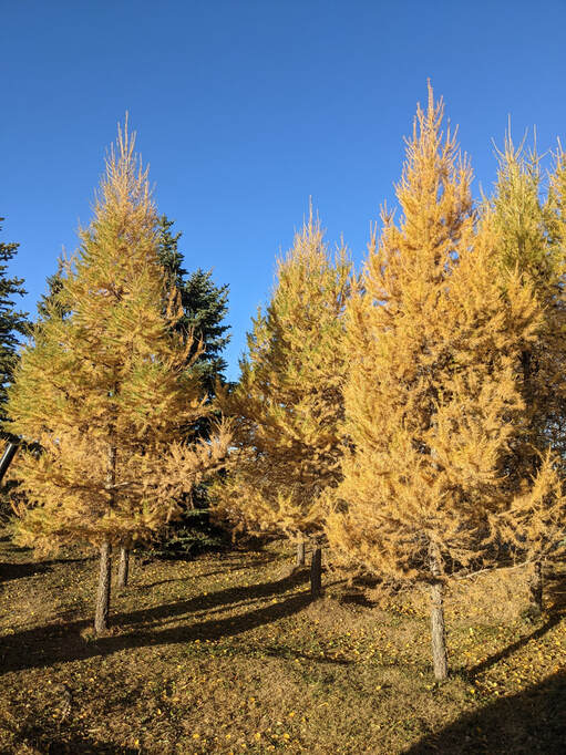 Siberian Larch