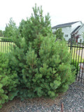Scots/Scotch Pine