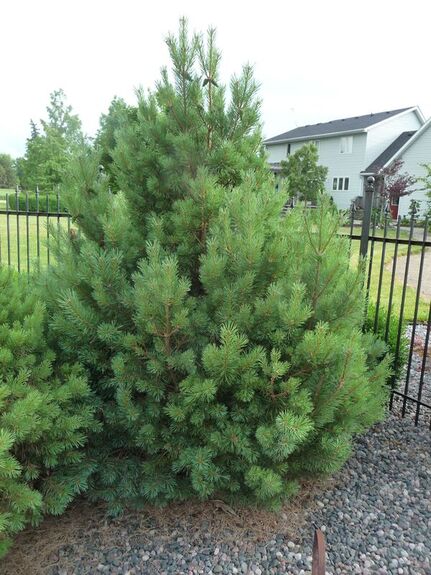 Scots/Scotch Pine