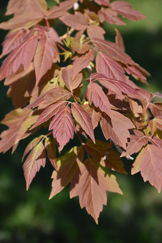 Sensation Maple