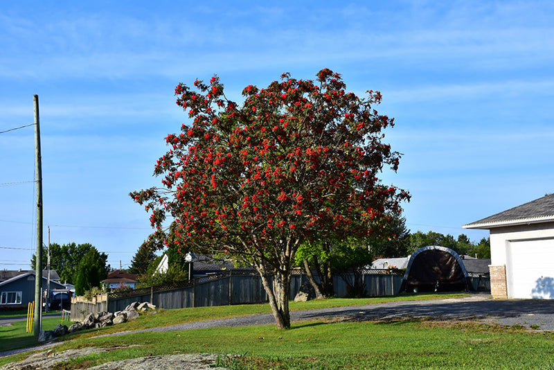 Showy Mountain Ash