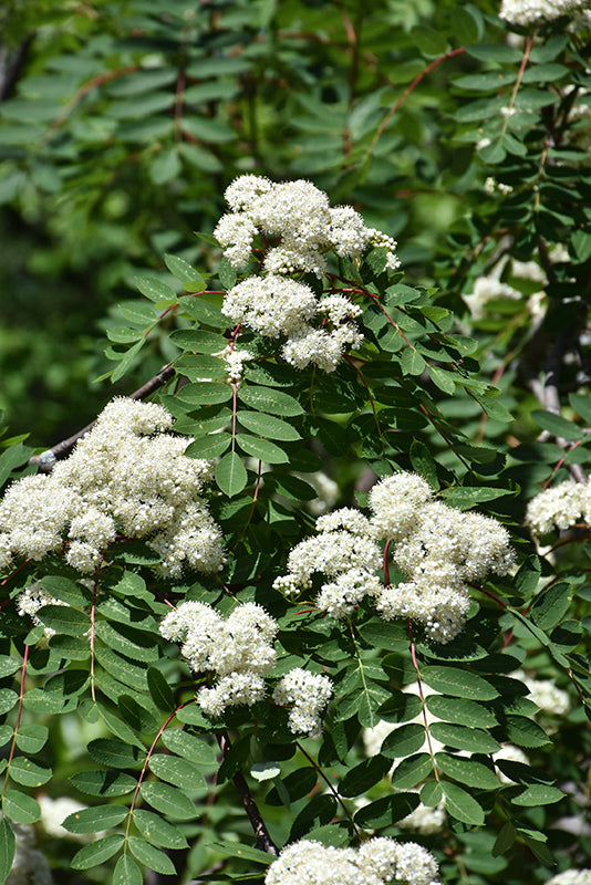 Showy Mountain Ash