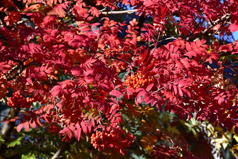 Showy Mountain Ash