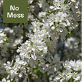 Flowering Crabapple, 'Spring Snow'